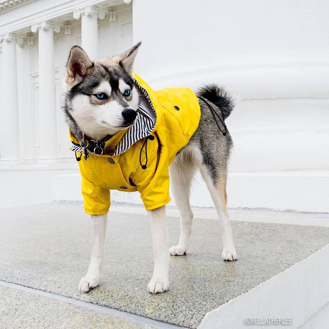Dog Raincoat – Yellow Hooded Jacket with Storage Pockets