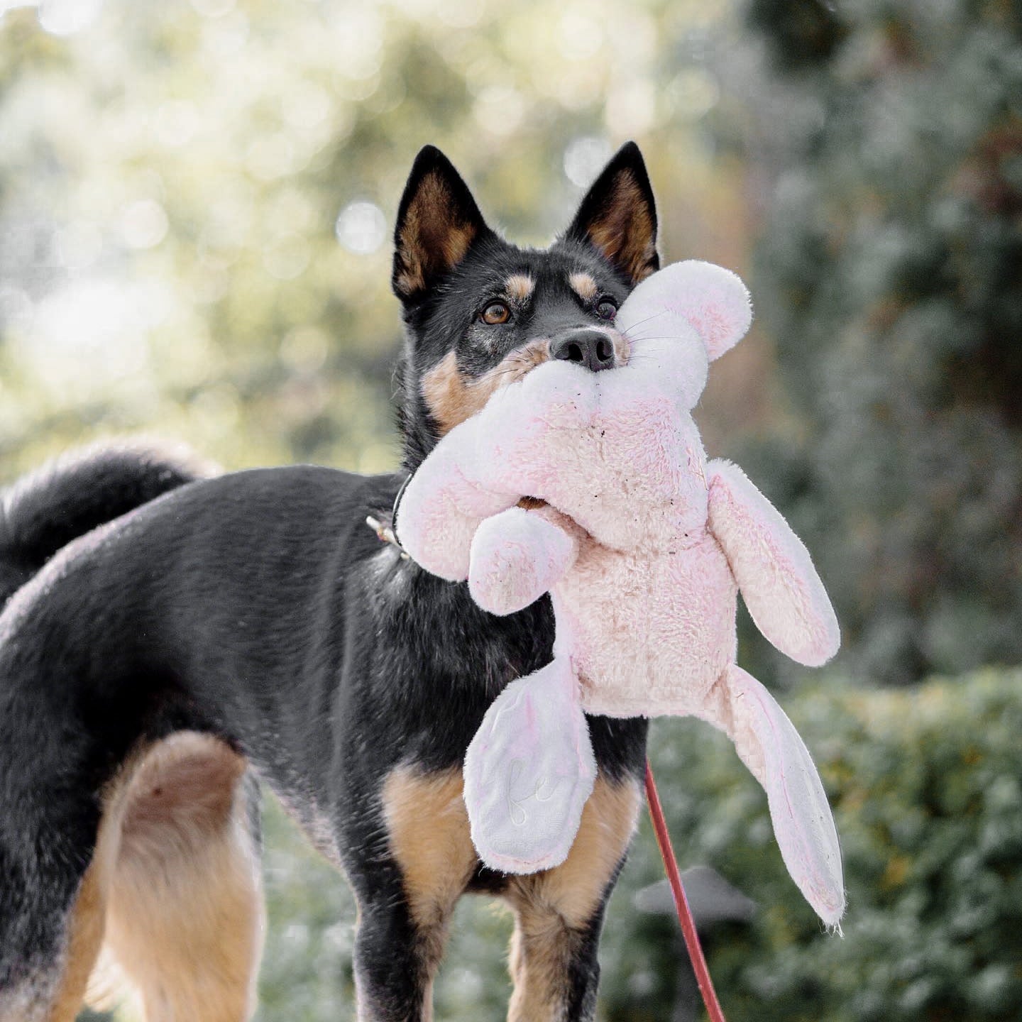 Ruby Maxi Plushie - Pet Toy - Elise Galleria
