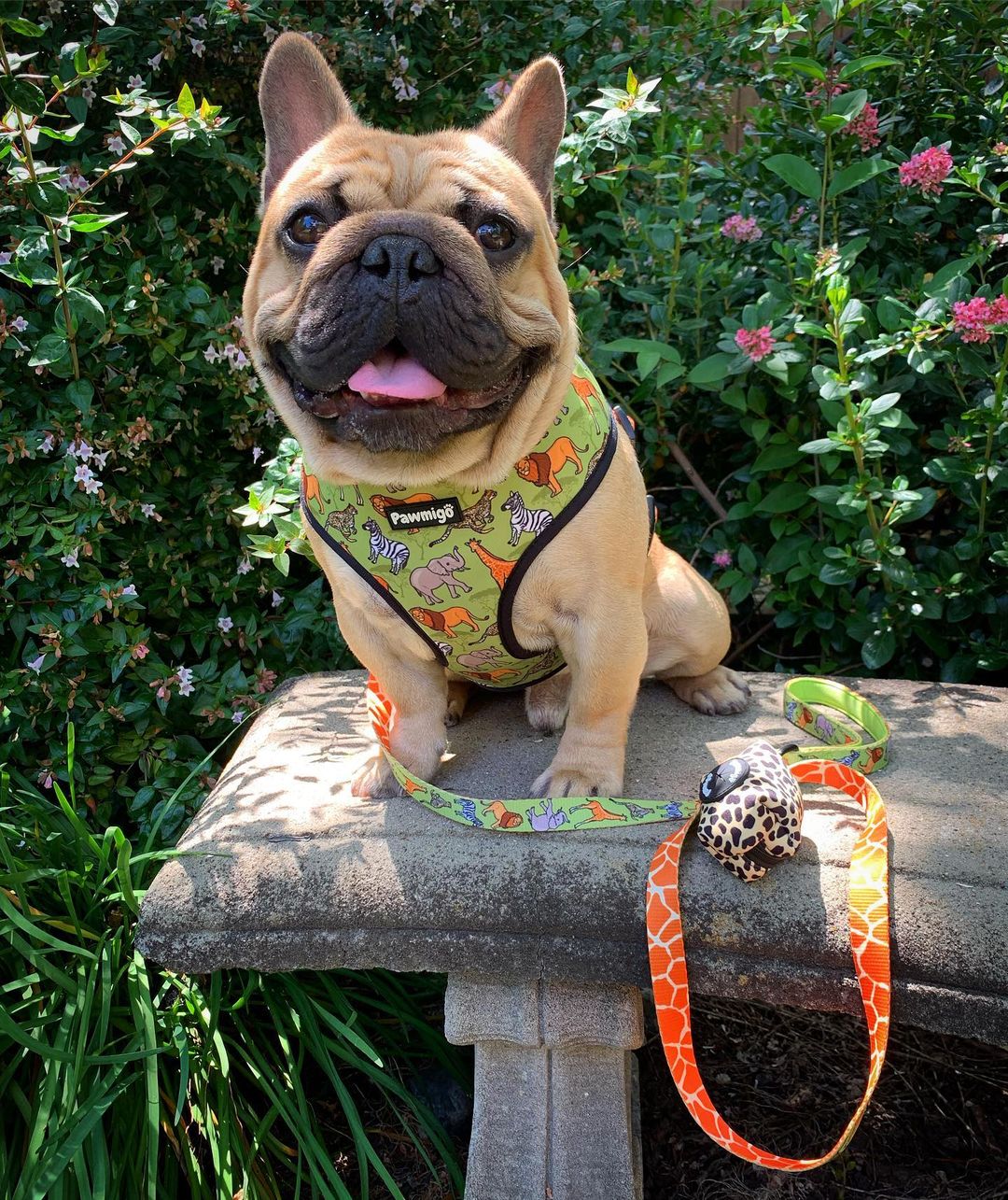 Wild Thing Reversible Harness - Reversible Harness - Pawmigo