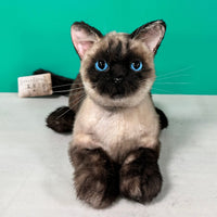 Plush Siamese Shorthair Cat Order to Make