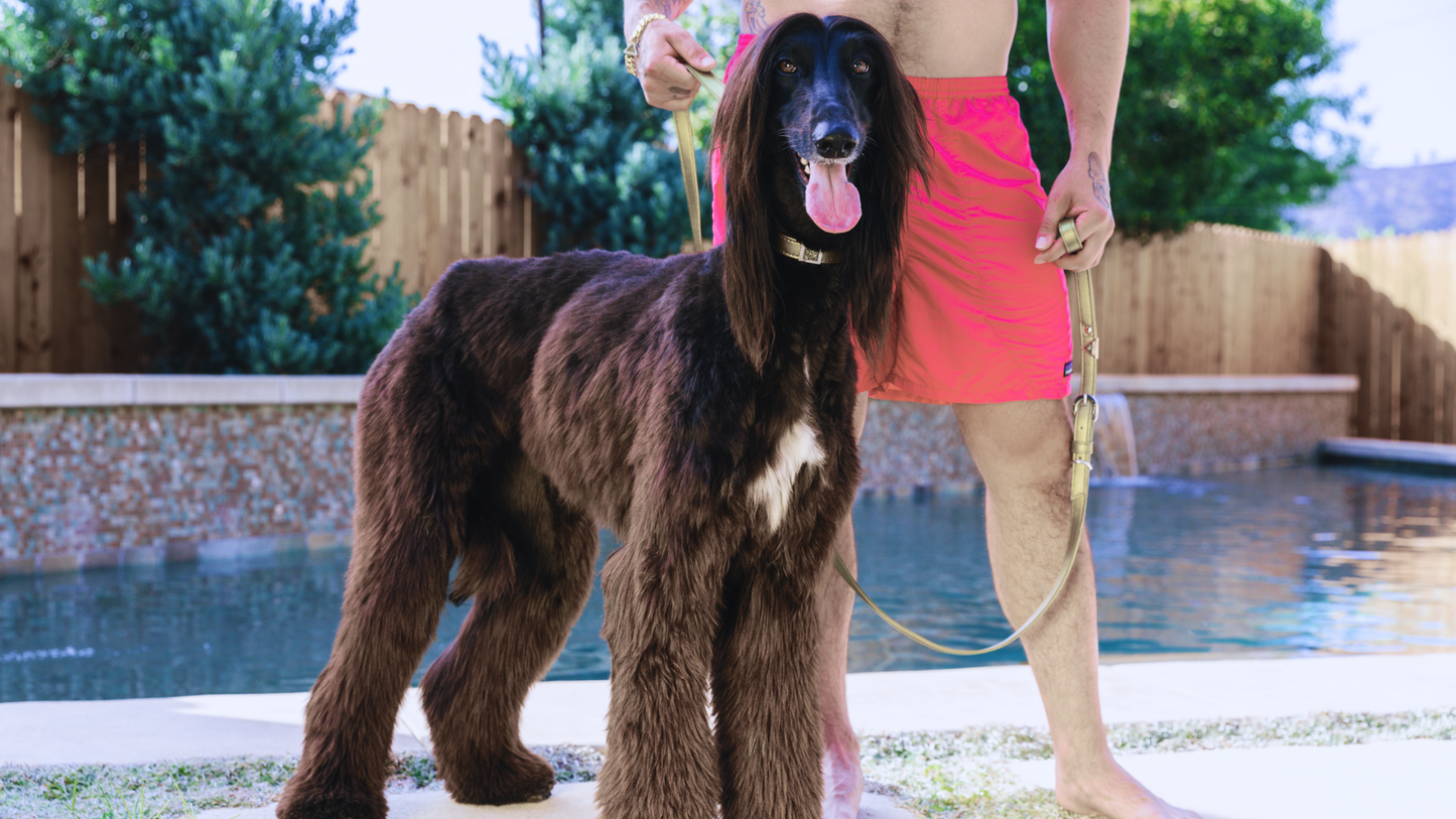 Champagne Gold Cactus Leash 🐾 - Purrfect Pet Kingdom