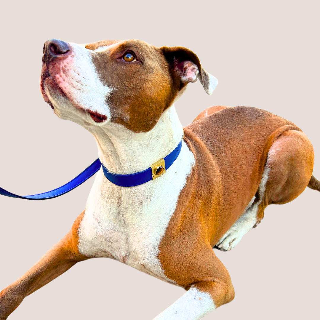 Galactic Blue Cactus Leash - Purrfect Pet Kingdom