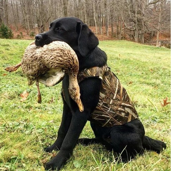 Dog Vest For Outdoor Training Camouflage Waistcoat For