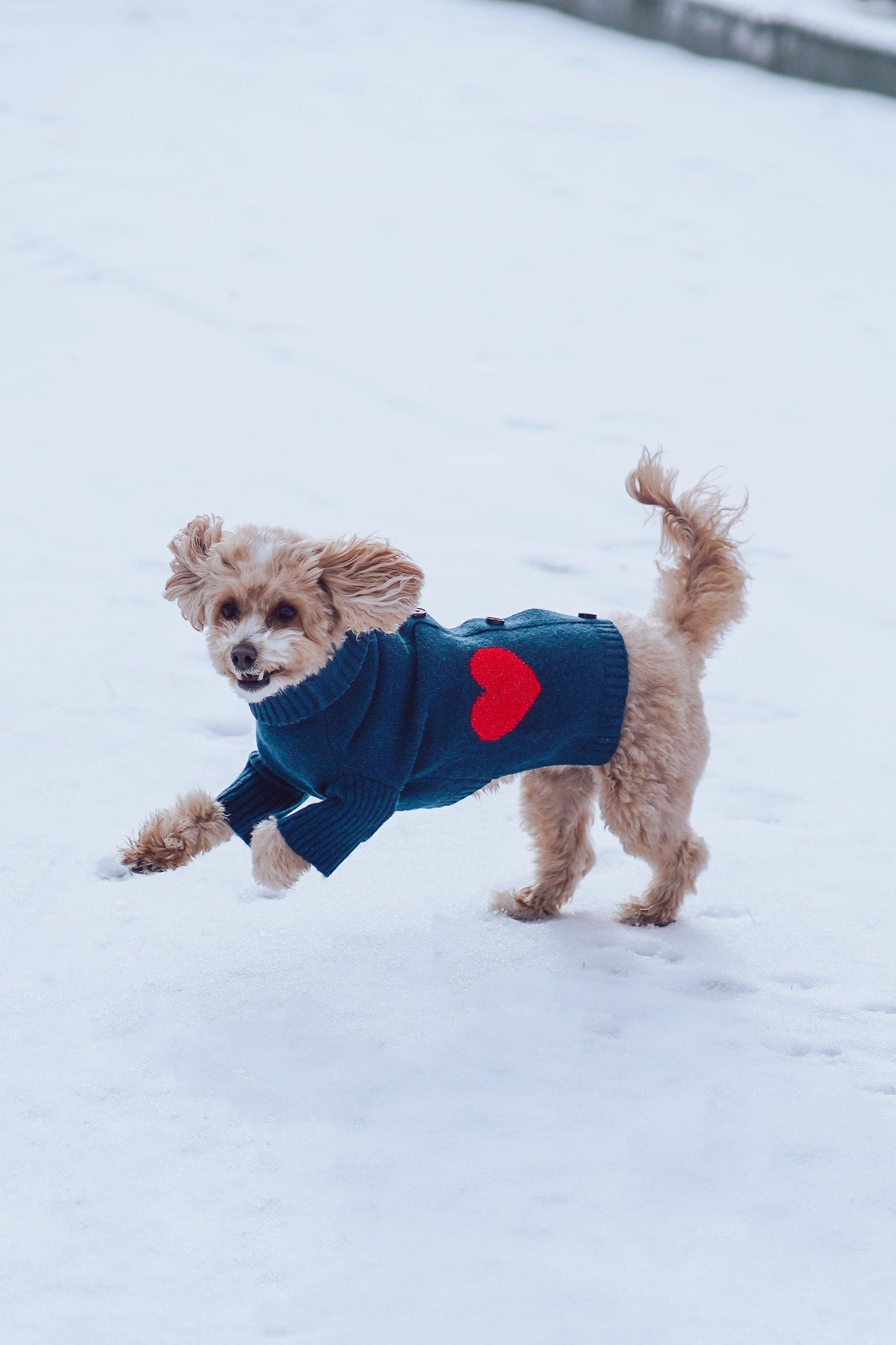 Heart to Heart Button - Up Cardigan Sweater - Dog Sweater - BarkBarkBaby