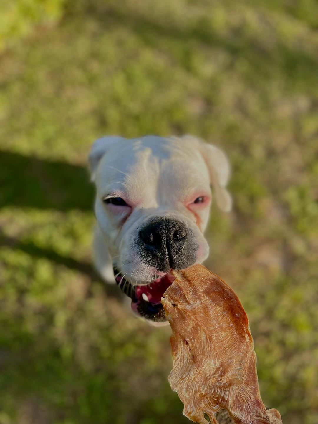 Purrfect Kingdom™ - Chicken Breast Fat Trimmed Thin Cut Dog