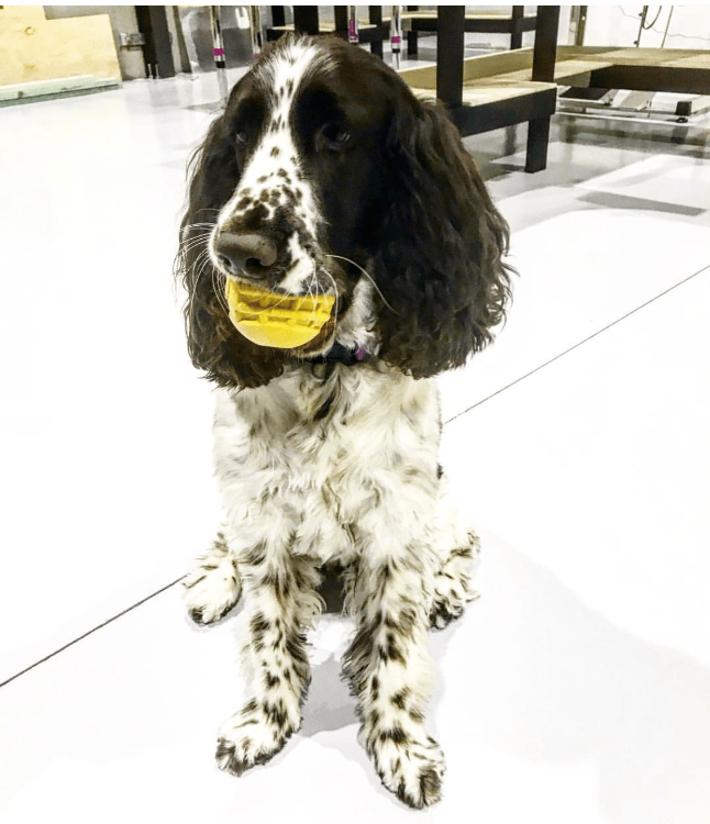 Industrial Dog Ball Rubber Chew Toy for Heavy Chewers | Yellow |