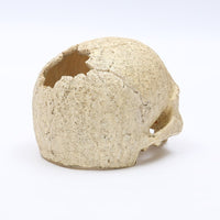 Skeleton Head Resin Skull Landscape Decoration Pet Water Plant Landscape Decoration