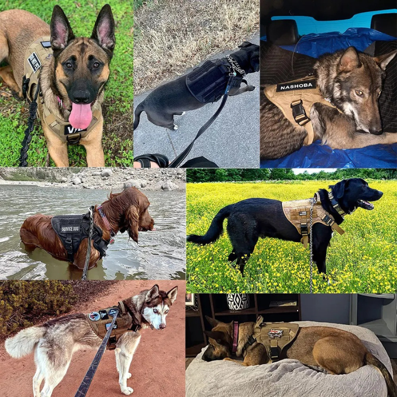 Dog Harness Leash Set Large Training Vest Big Breeds 🦺