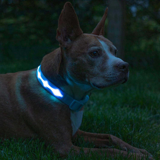 Brightest Original LED Light up Dog Collars - 1,000 Feet of Visibility
