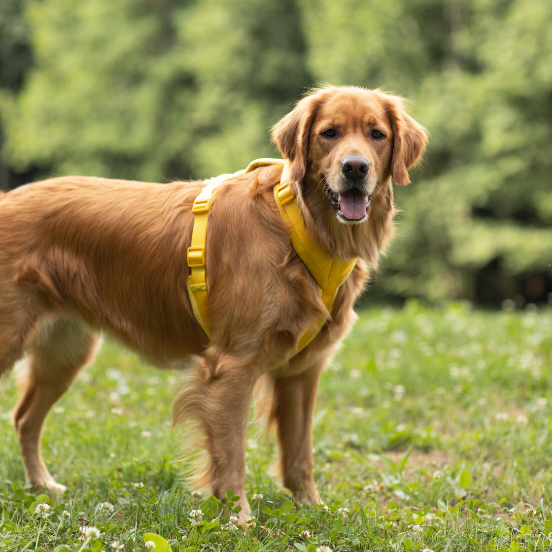 Purrfect Kingdom™ - Velvet Adjustable Dog Harness Yellow