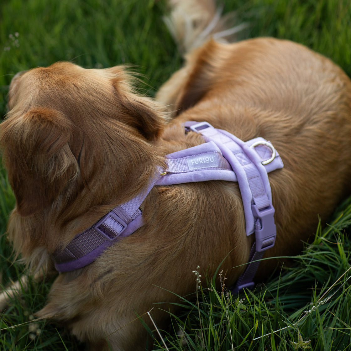 Lilac - Velvet Dog Harness Adjustable Dog Harness