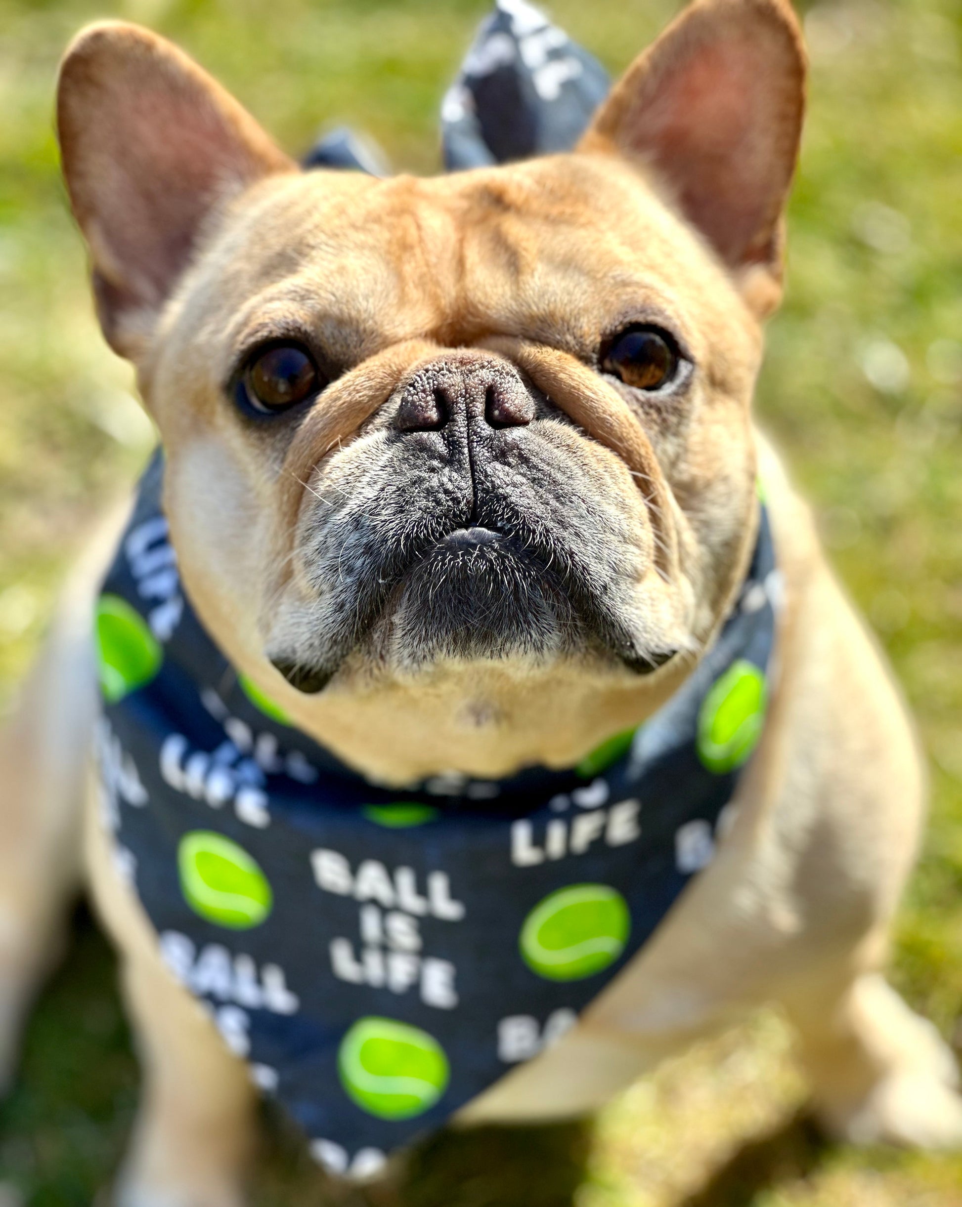 Ball Is Life Dog Bandana Best Seller - detail view | Dog Toys at Purrfect Pet Kingdom