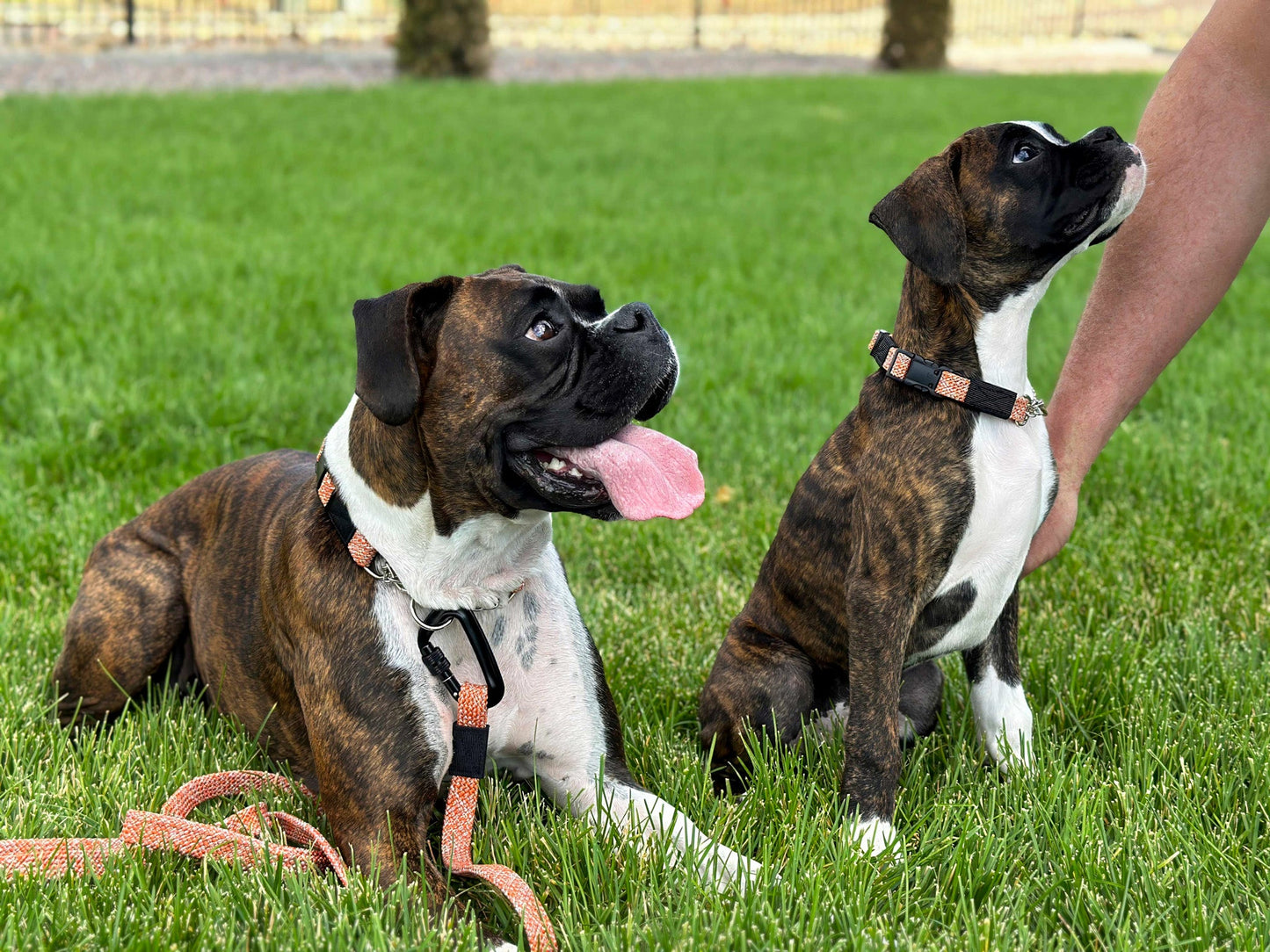 Adventure Style Flat Weave Climbing Rope Martingale Dog Collar - Dog Harnesses - Euro - Dog Collars and Leads