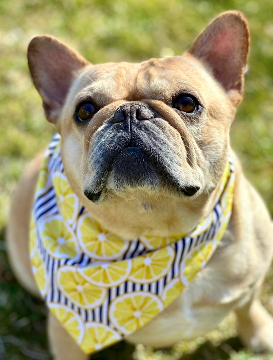 Lemon Dog Bandana - Purrfect Pet Kingdom
