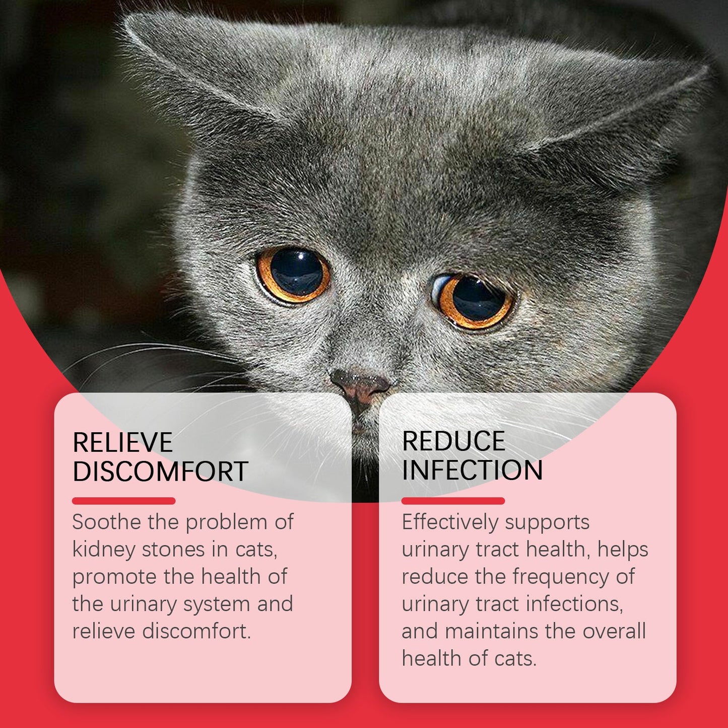 Pet Dietary Supplement, Take Care Of The Pet Body Discomfort Cat To Absorb Nutritional Supplements - Purrfect Pet Kingdom