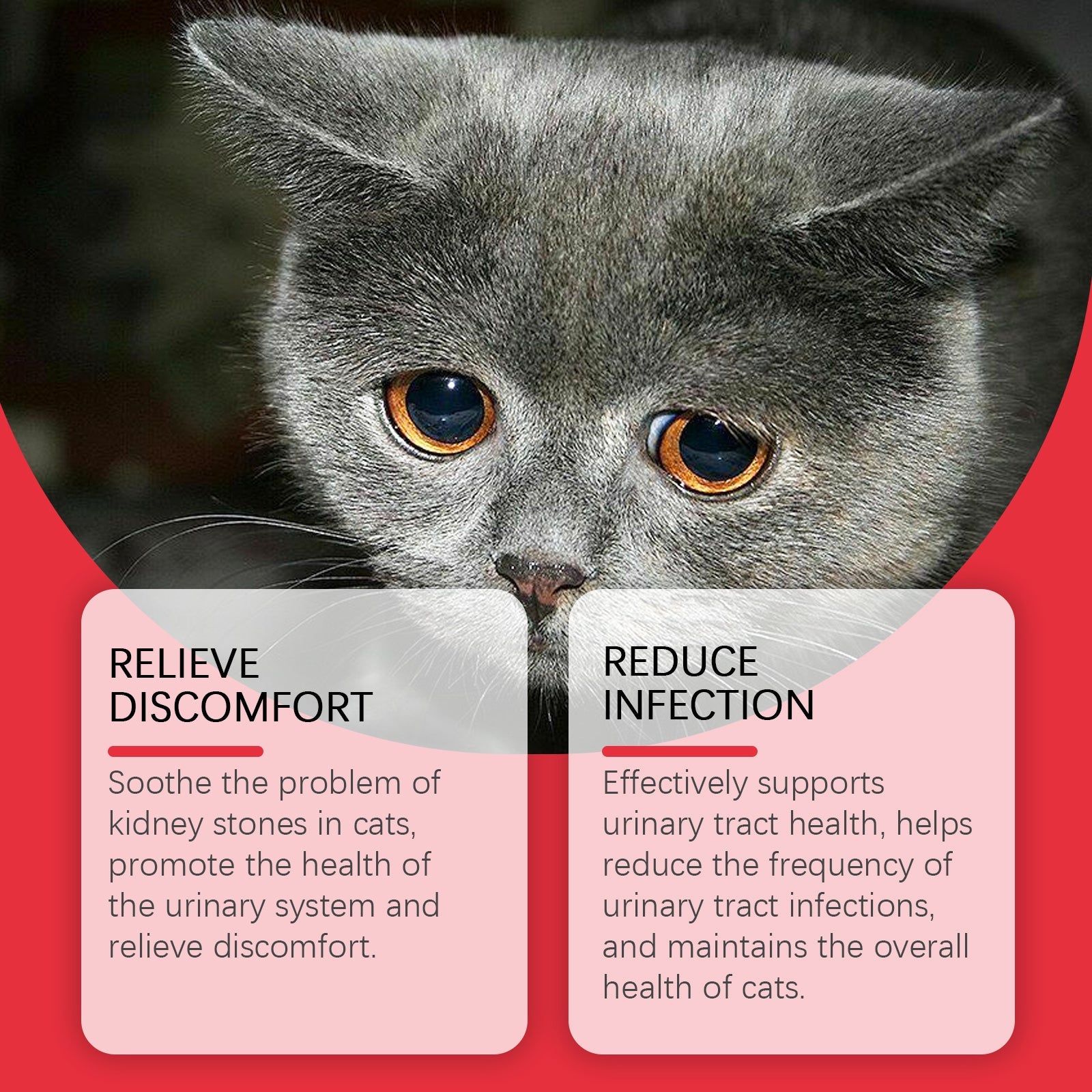 Pet Dietary Supplement, Take Care Of The Pet Body Discomfort Cat To Absorb Nutritional Supplements - Purrfect Pet Kingdom