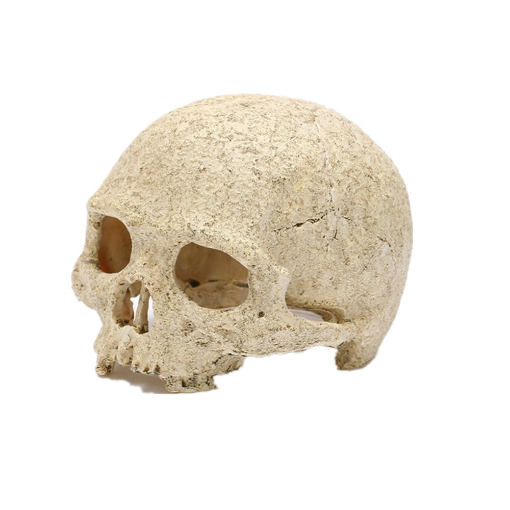 Skeleton Head Resin Skull Landscape Decoration Pet Water Plant Landscape Decoration