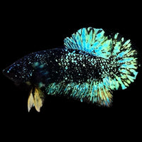 Avatar Betta Fish (Male)
