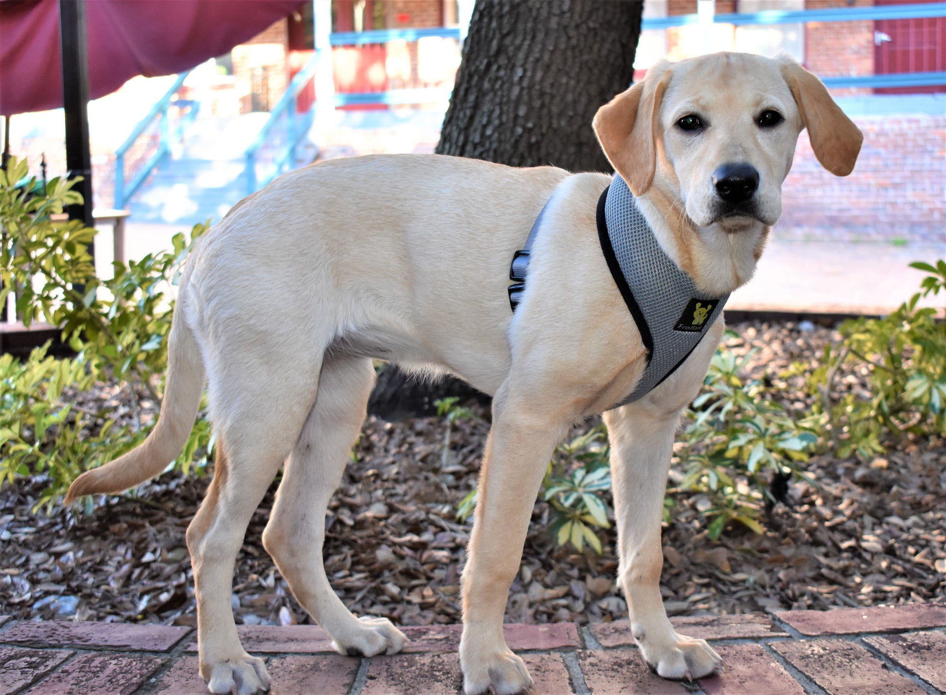 Dog Harness EcoBark Gray Harness Over-the-Head Soft Mesh - lifestyle product image for dog harness