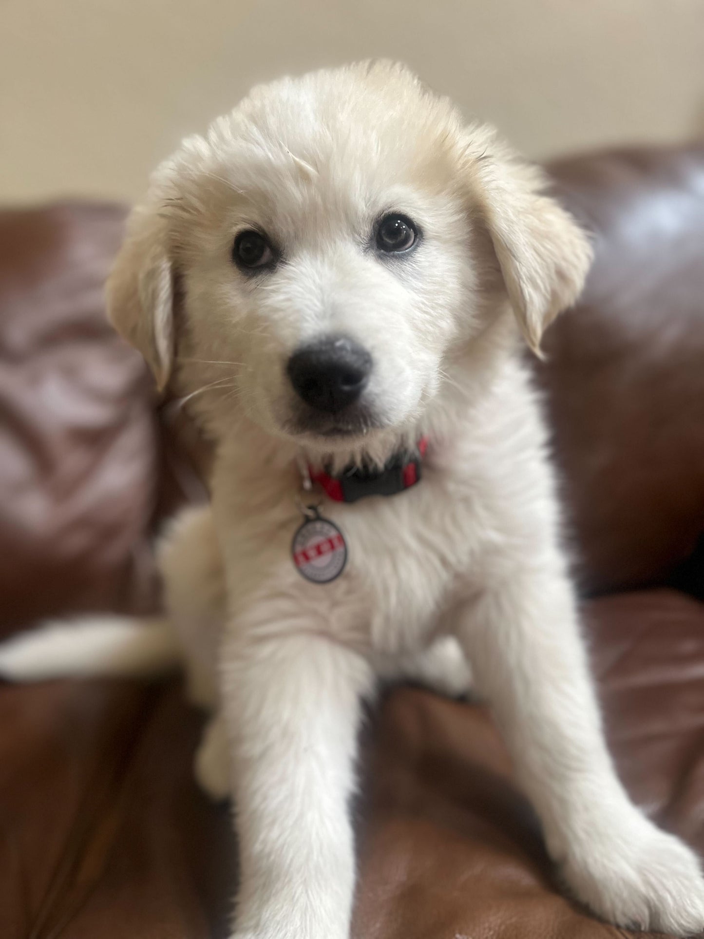 PetHub QR Pet ID Tag – Absent Without a Leash (AWOL) - Purrfect Pet Kingdom