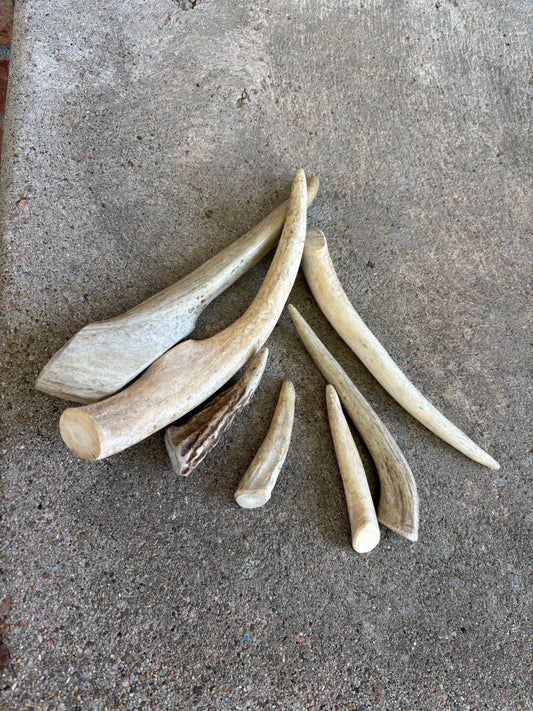 Antler - Medium - Deer Antler - Dogalicious Dog Treats, LLC