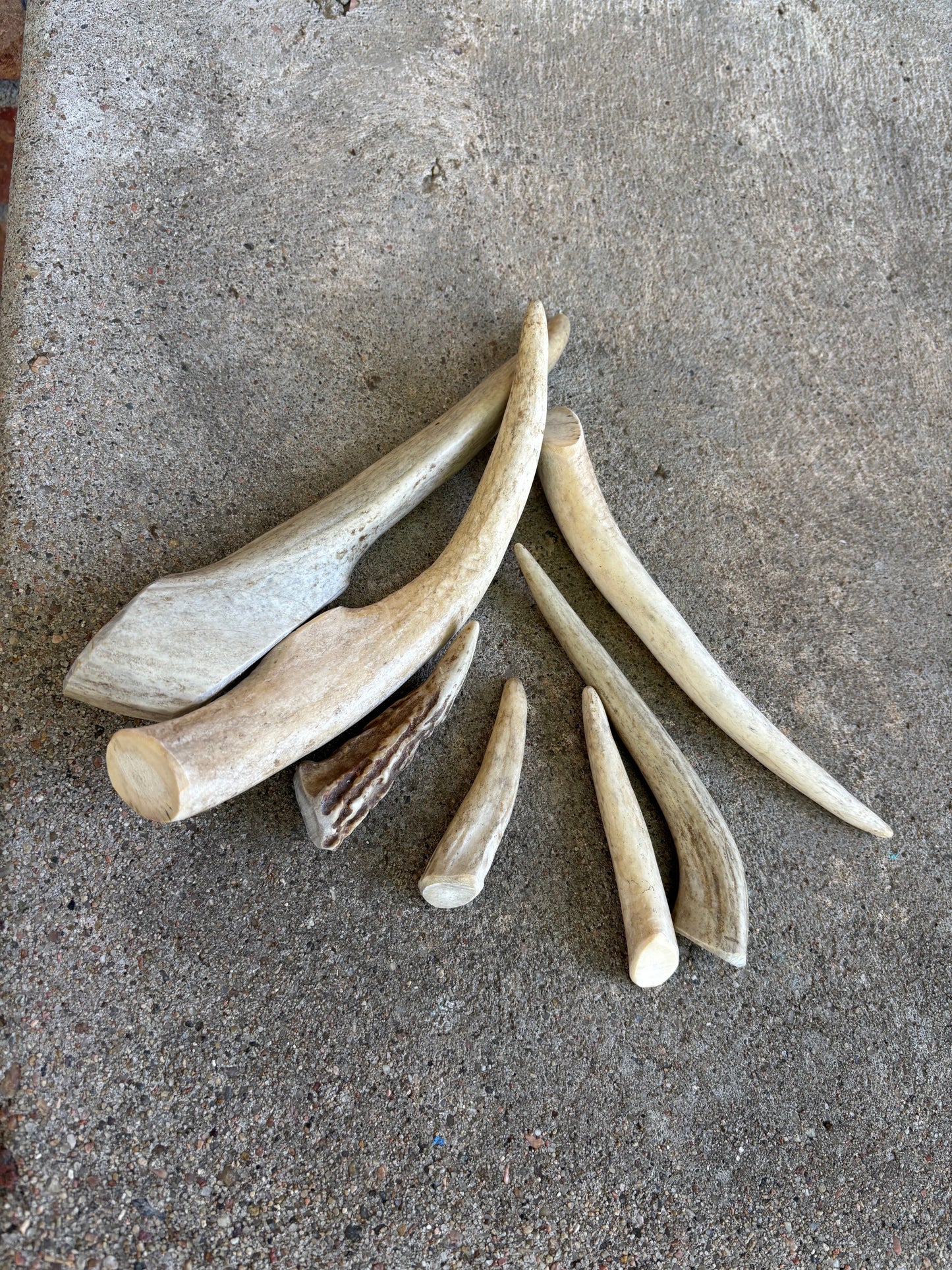 Deer Antler - Large - Dogalicious Dog Treats, LLC
