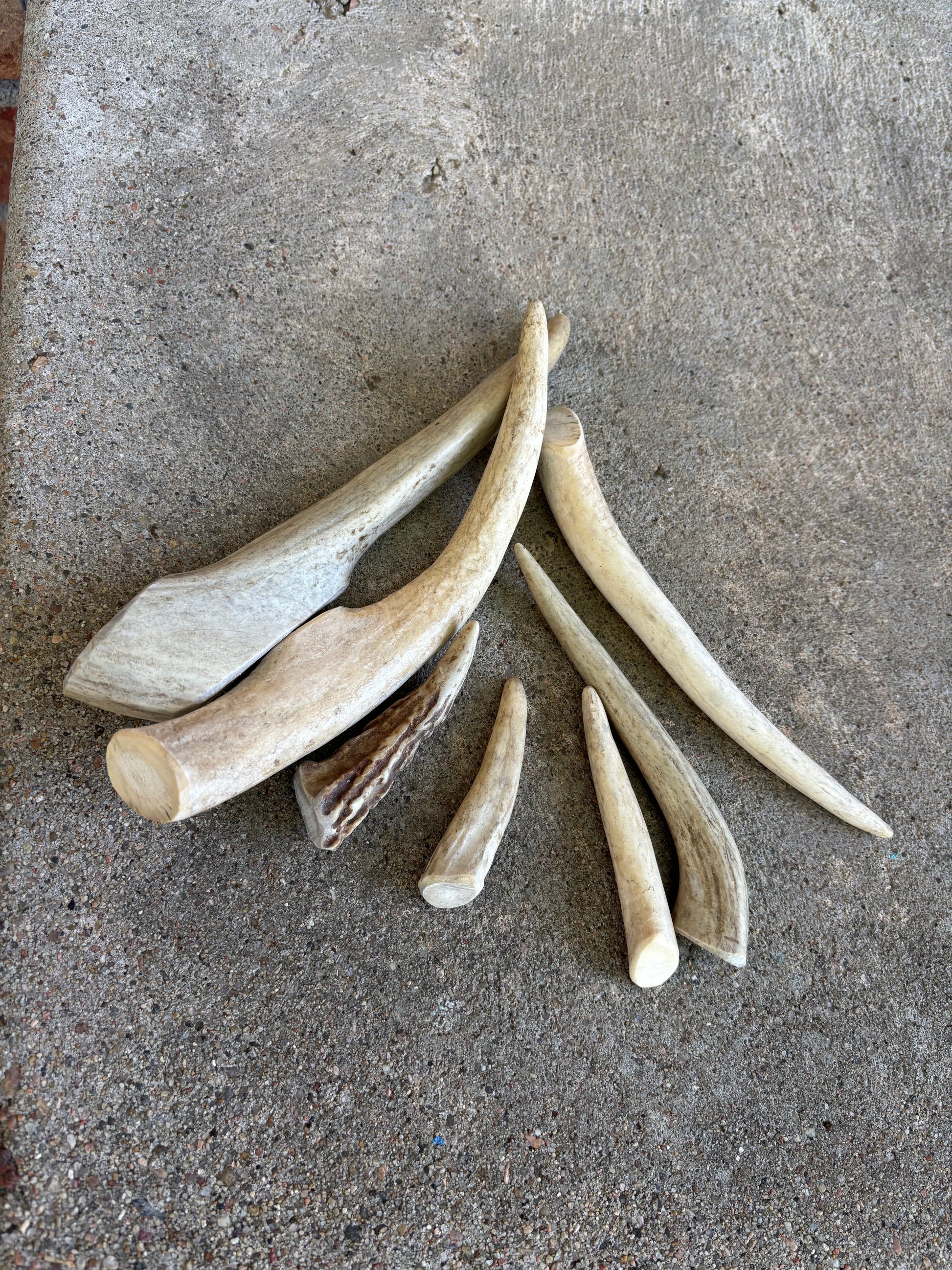 Deer Antler - Large - Dogalicious Dog Treats, LLC