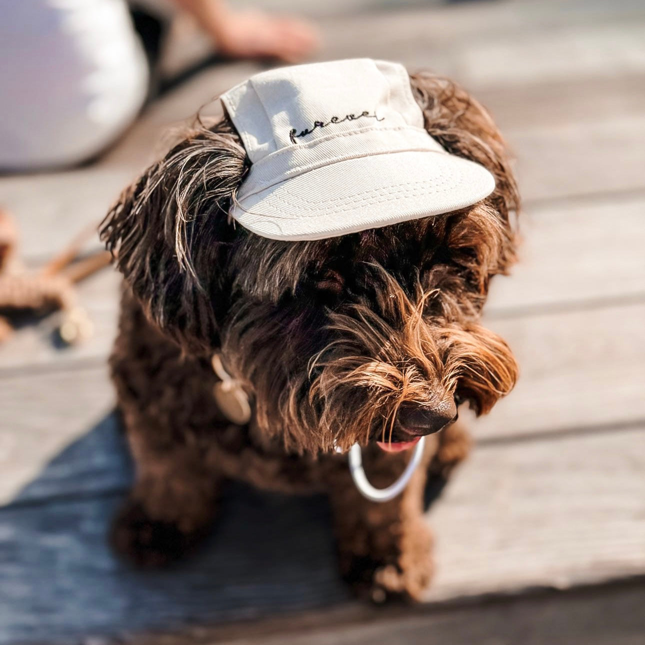 Furever Pet Hat - Pet Hat - Elise Galleria