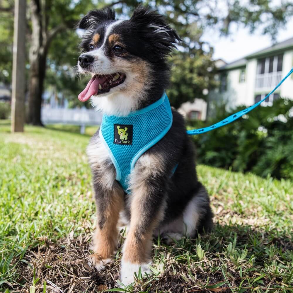 Dog Leash EcoBark Sky Blue Leash- Padded Comfort Grip Padded - gallery product image for dog leash