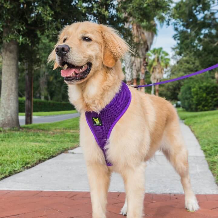 Dog Leash EcoBark Purple Leash- Padded Comfort Grip Leash - gallery product image for dog leash