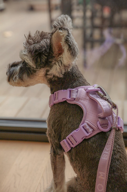 Purple Reflective No-Pull Dog Harness for Safe Daily Walks