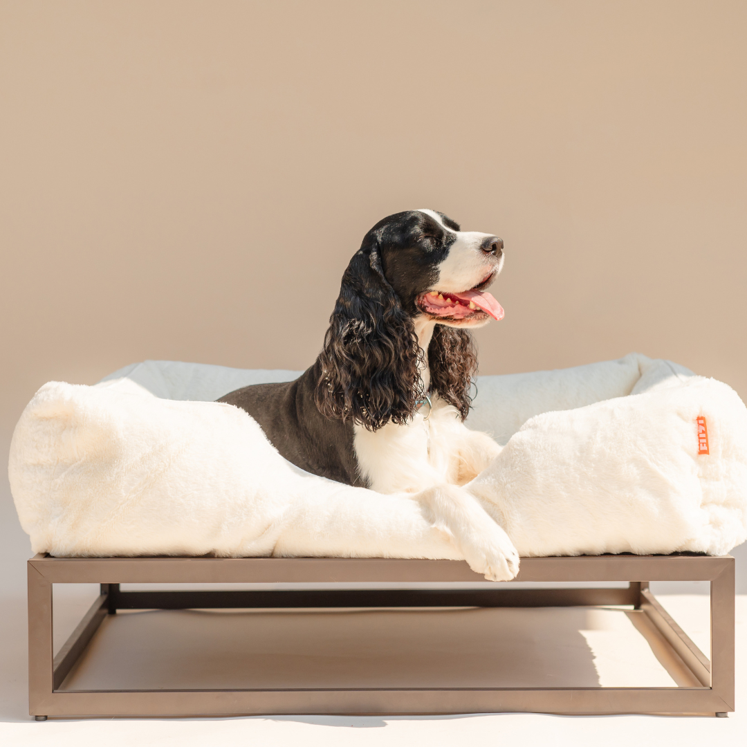 The FÜZI Dog Bed
