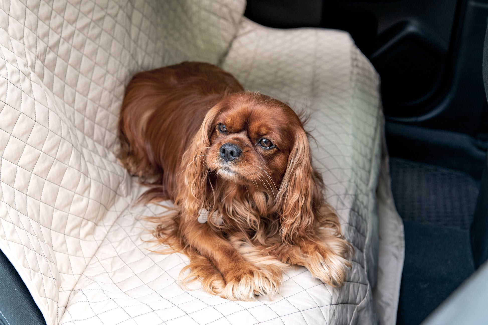Pet Supply TuffutLuxx Vehicle Protectors for Travel Essentia - size and texture image for pet supply