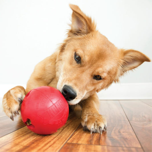 Dog playing with a red ball on a wooden floor