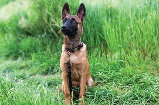 Rolled Style Black Leather Quick-Release Dog Collar