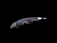 Black Ghost Knifefish