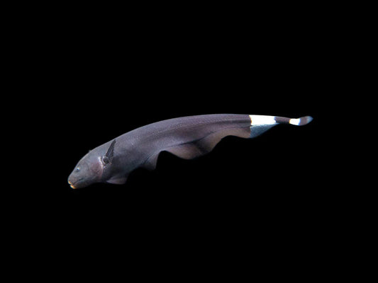 Black Ghost Knifefish
