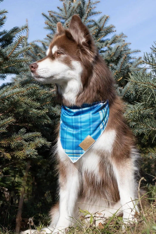 Blue Spruce Plaid Dog Bandana - Purrfect Pet Kingdom