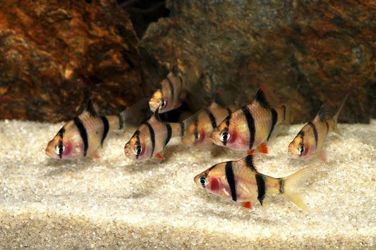 Blushing Tiger Barb Live Tropical Fish
