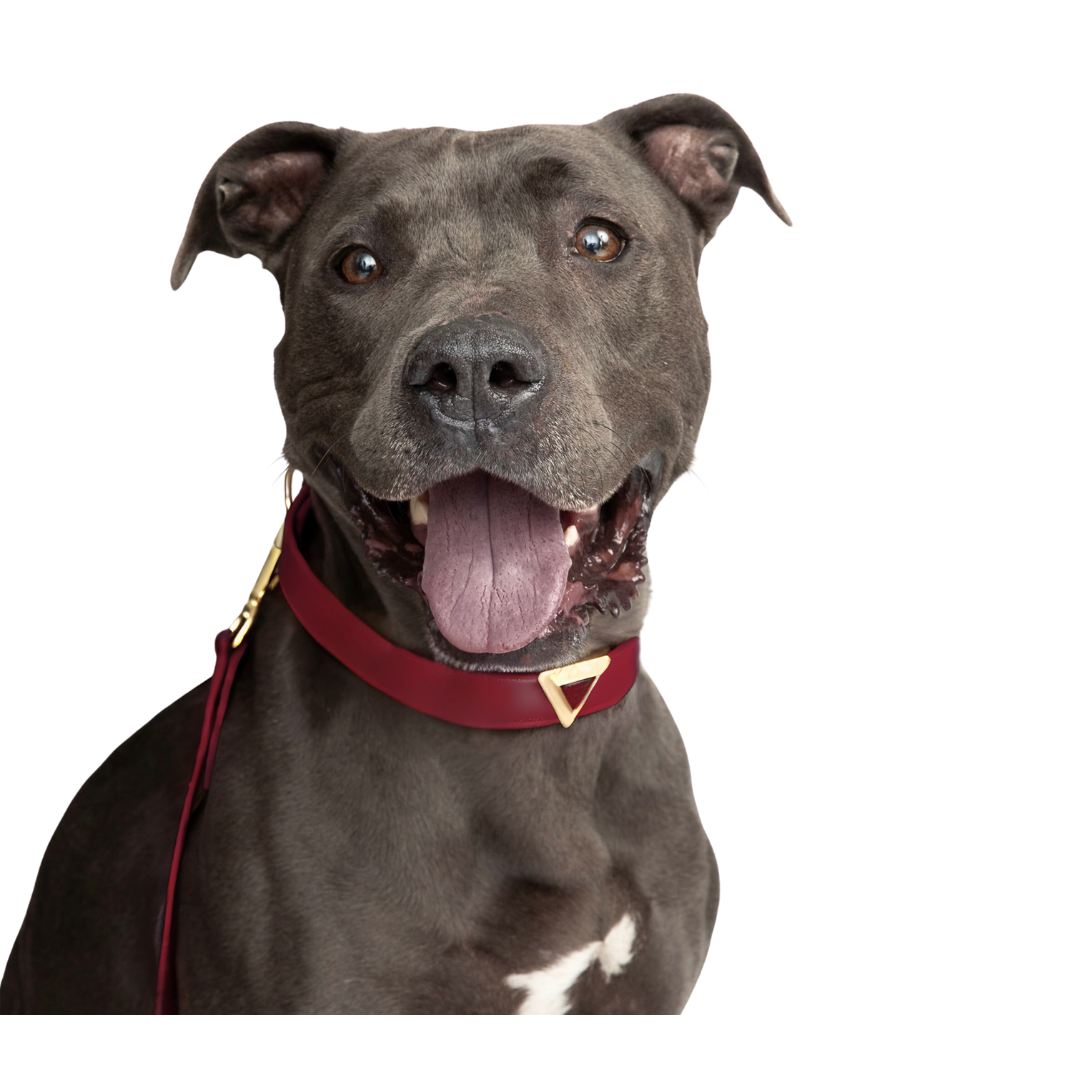 Bordeaux Carnelian Collar & Charm Set - Purrfect Pet Kingdom