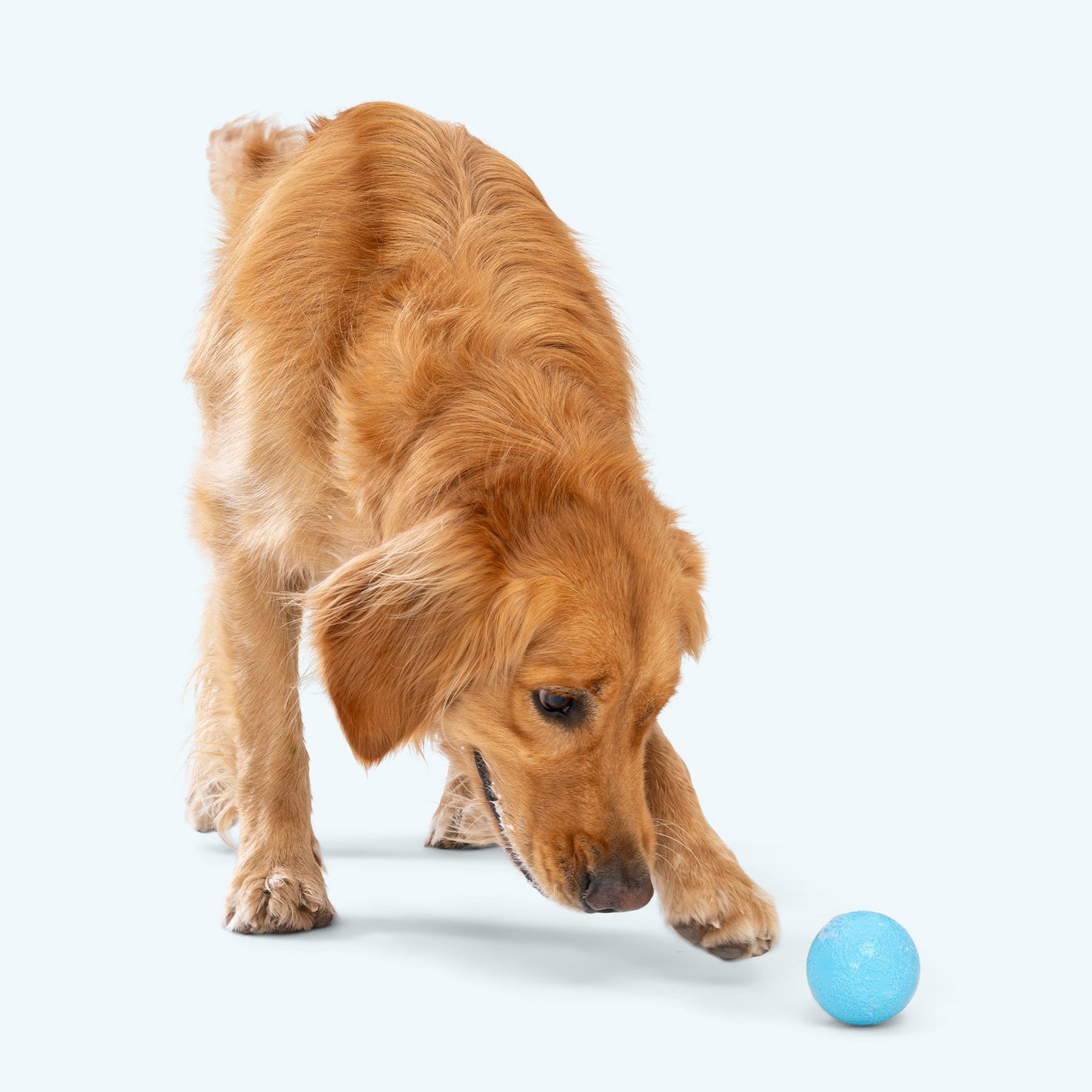 Boundr toy | Purrfect Pet Kingdom