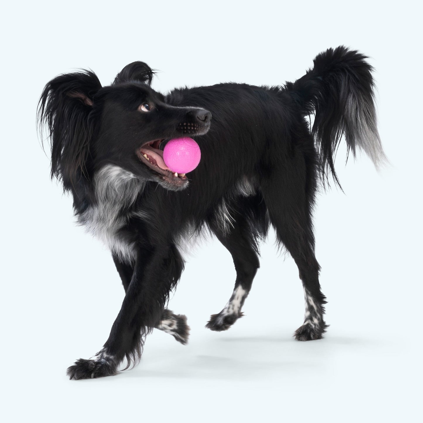 Boundr toy | Purrfect Pet Kingdom