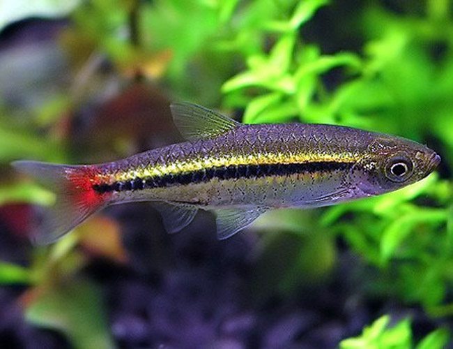 Brilliant Rasbora Tropical Fish (6 Pack)