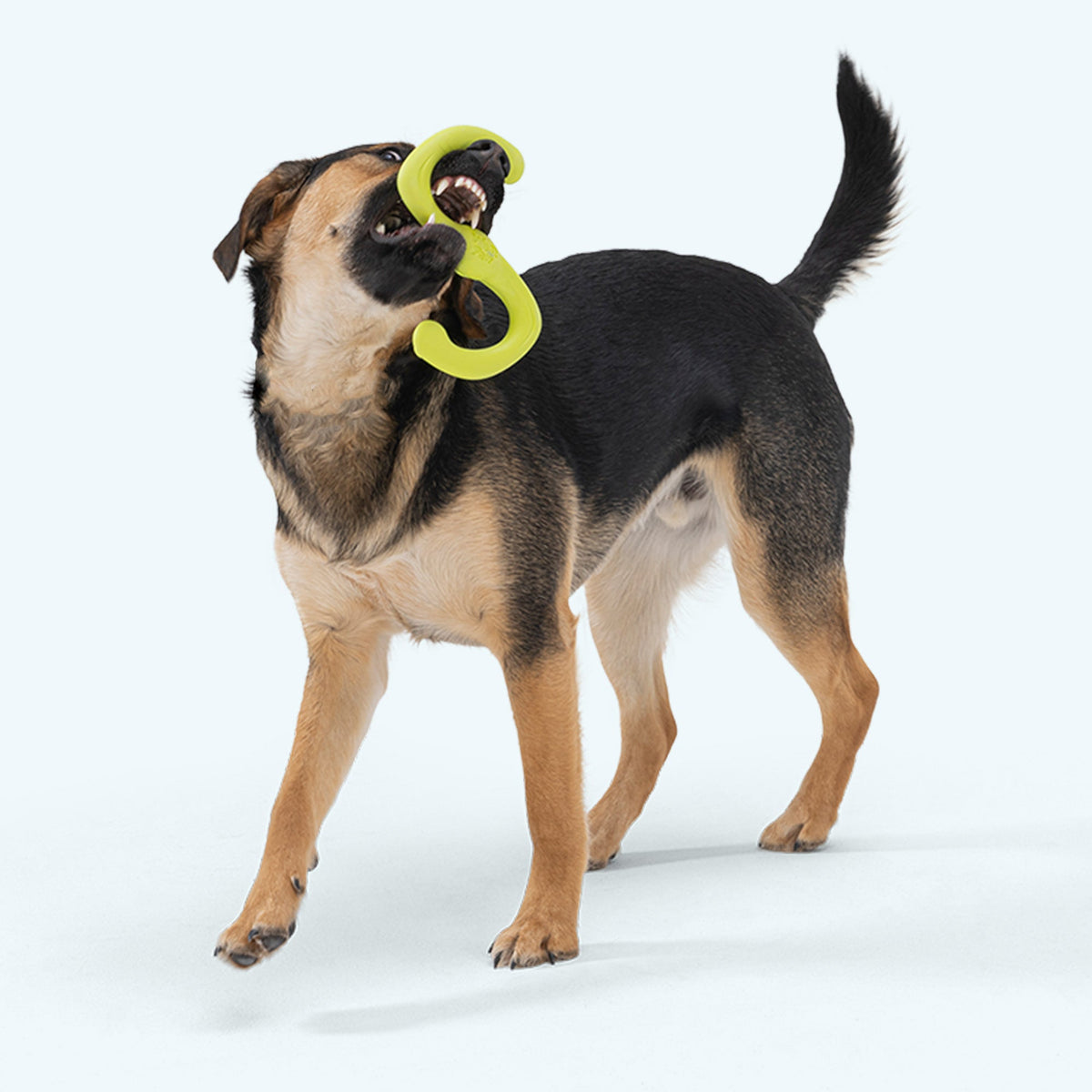 Bumi Interactive Dog Toy Durable Play Premium - close up view