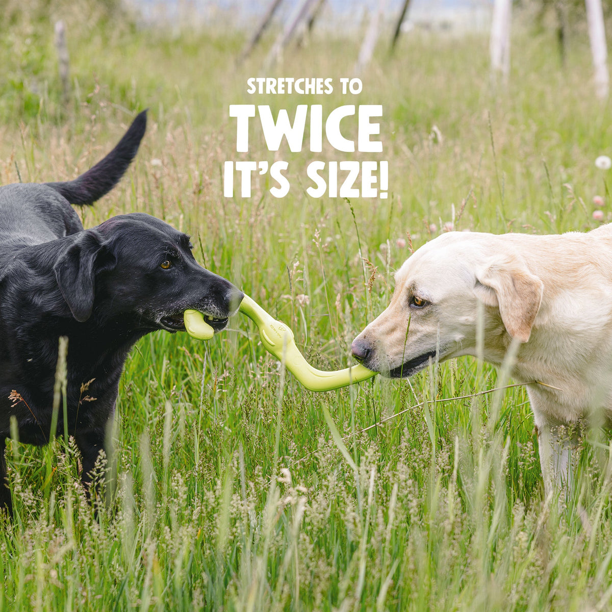Bumi Interactive Dog Toy Durable Play Premium - gallery image 5