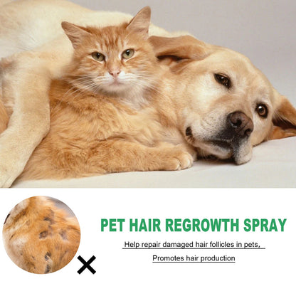 Purrfect Pet Kingdom Pet Hair Regrowth Spray: Healthy ginger cat and dog next to patchy hair loss inset with an X.
