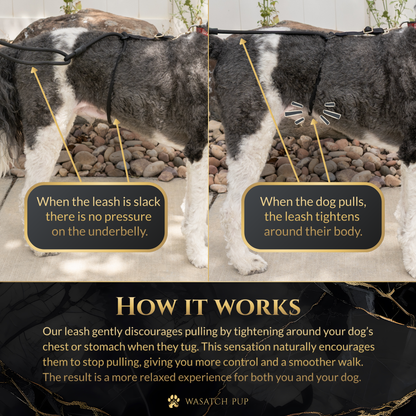 Calm Command No-Pull Dog Leash for Gentle Training Control