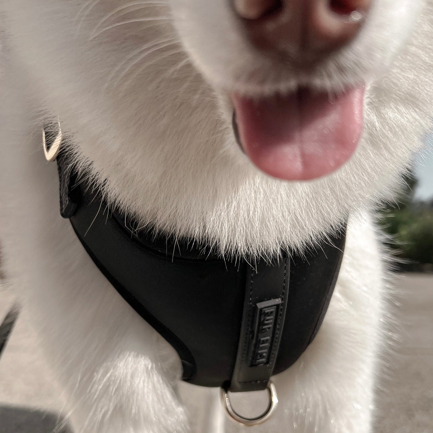 Elise Harness - Noir - Pet Harnesses - Elise Galleria