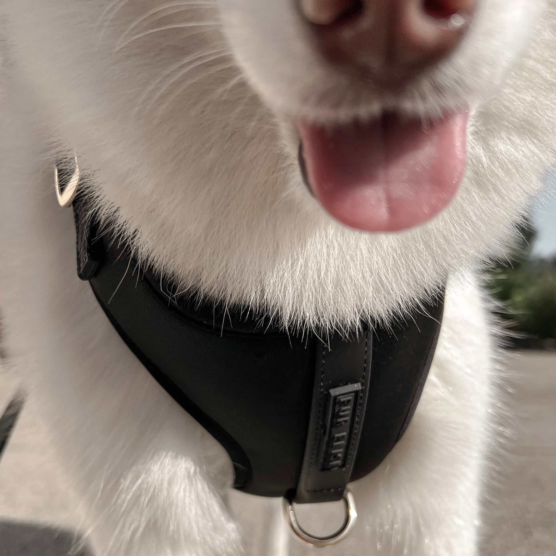 Elise Harness - Noir - Pet Harnesses - Elise Galleria