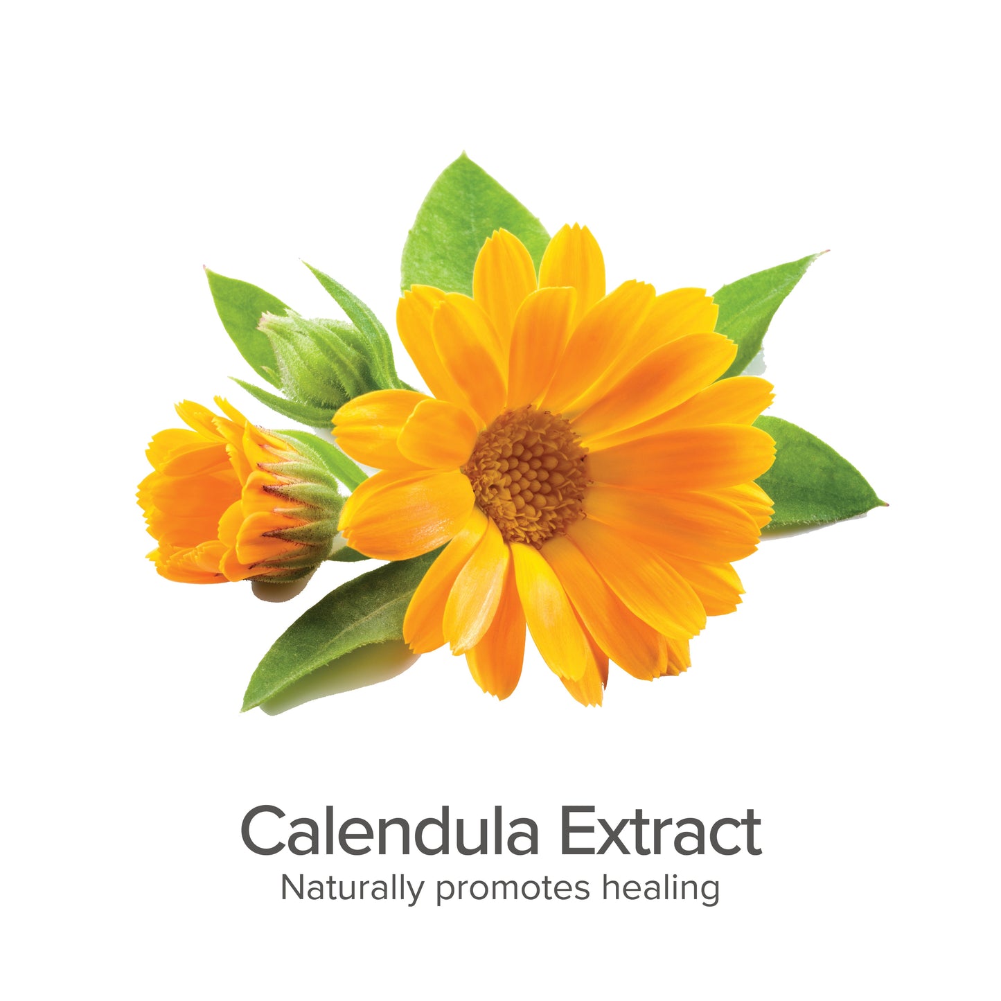 Organic Paw Healing Balm for Dry Cracked Dog Skin Care 1oz